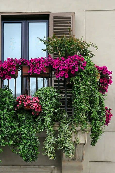 flower garden on a small bacony